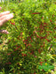 Chile de Arbol Seeds - Sandia Seed Company