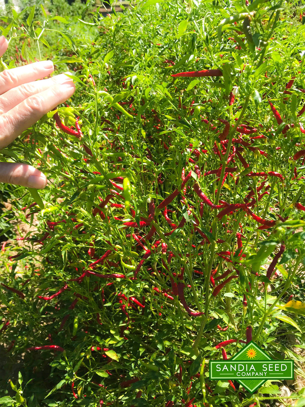 Chile de Arbol Seeds Sandia Seed Company