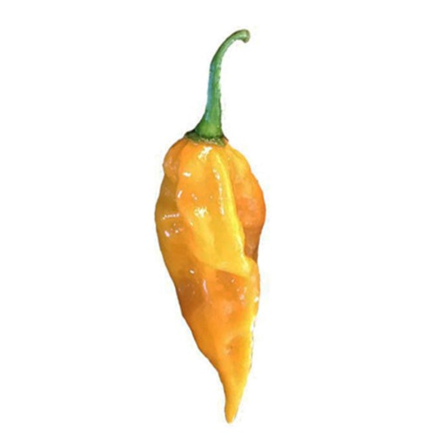 Devil's Tongue Pepper Seeds - Sandia Seed Company