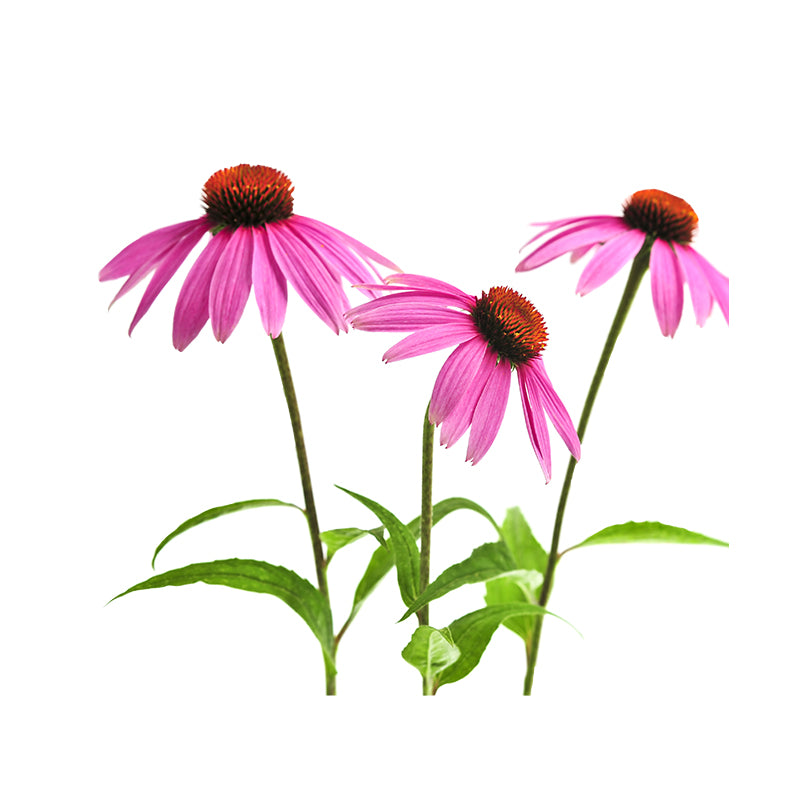 Echinacea - Purple Coneflower Seeds