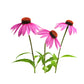 Echinacea - Purple Coneflower Seeds