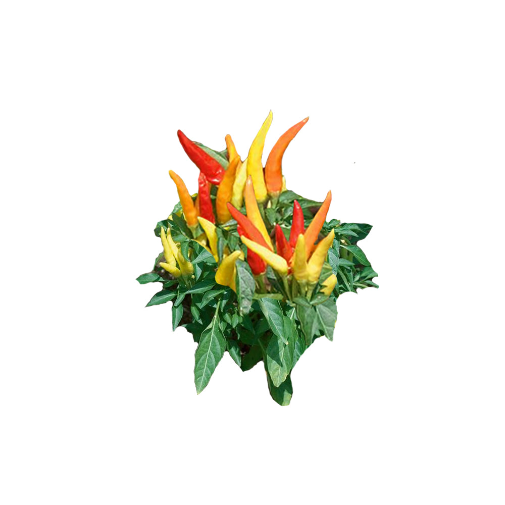 Patio Fire & Ice Ornamental Pepper Seeds