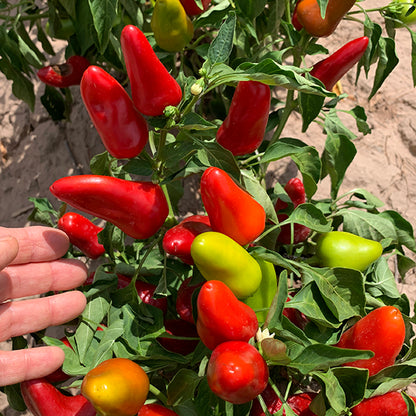 Fresh & Spicy Pepper 3 Pack - Jalapeño Early, Serrano Tampiqueno & Fresno Seeds