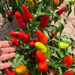 3 Pack - Jalapeño Early, Serrano Tampiqueno & Fresno Seeds 15% Off