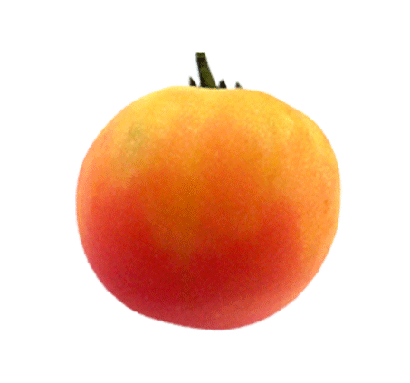 Tomato - Garden Peach Heirloom Seeds - Sandia Seed Company