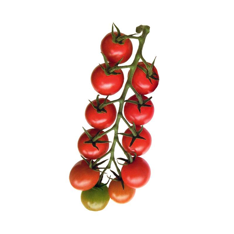 garden delight tomato seeds Gardener's Delight Cherry Tomato Seeds