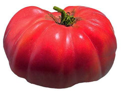 German Johnson Tomato Seeds - Pink/Red Beefsteak Heirloom +25 Seeds - Indeterminate 75 Days 3 thumbnail image