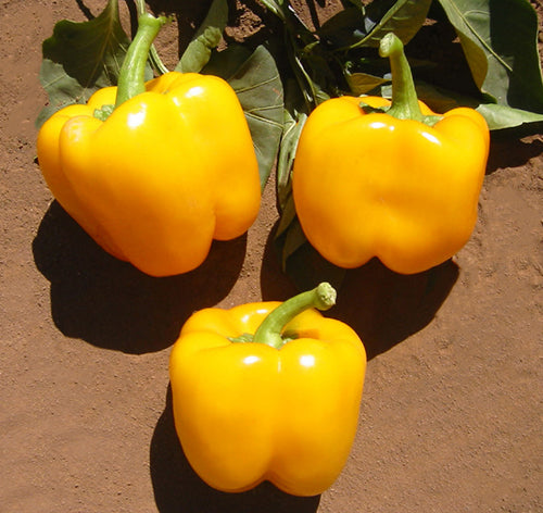 Bell Golden Cal Wonder Sweet Pepper Seeds ORG - Sandia Seed Company