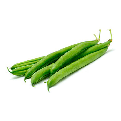 Bean - Provider Green Bush Bean Seeds