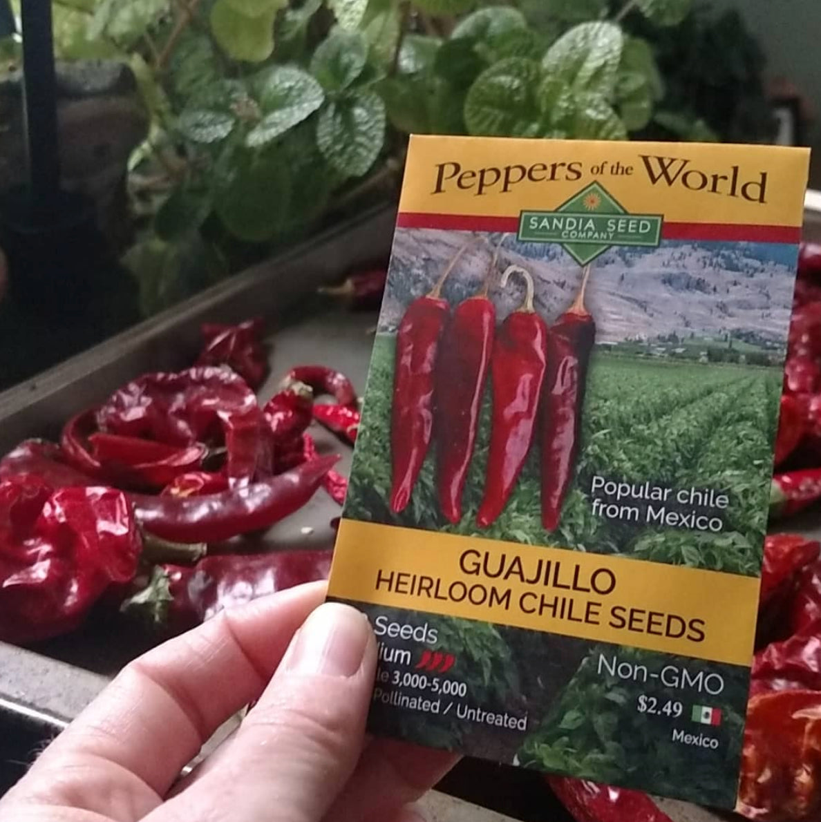 Guajillo Chile Seeds - Sandia Seed Company