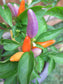 Easter Pepper - Ornamental Pepper Seeds