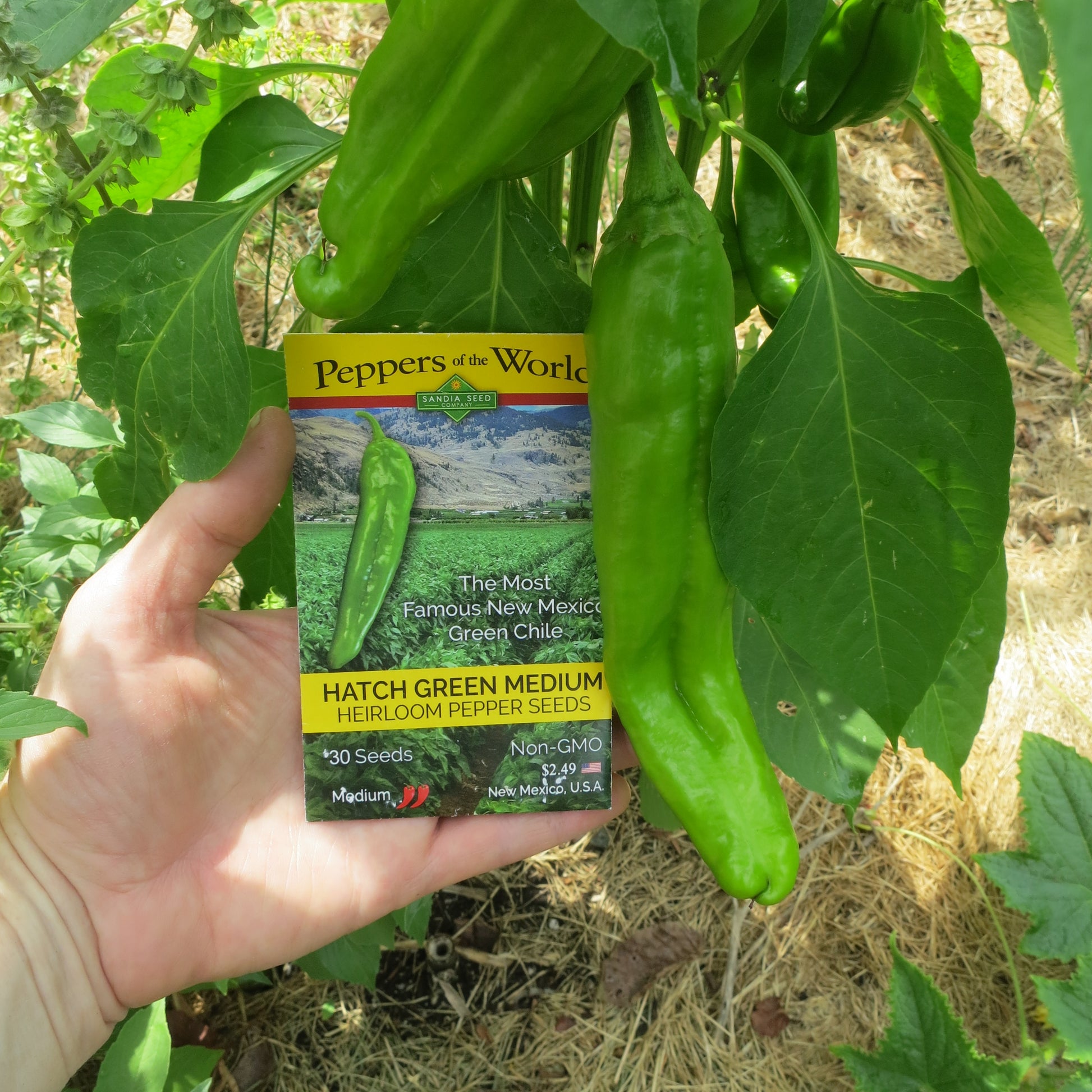 Hatch Chile Seeds - Medium