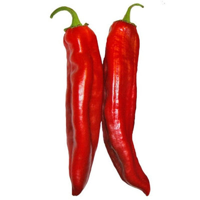 Hatch Red Chile X Hot - Ms. Junie whole ripe red chile peppers with glossy skin, ideal for roasting or grinding into authentic New Mexico spice.