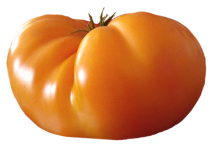 Tomato - Kellogg's Breakfast Heirloom Seeds - Sandia Seed Company