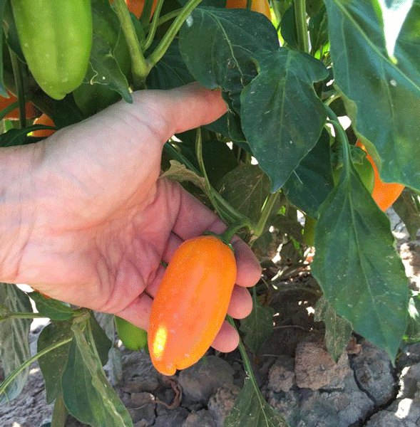 Lunchbox Orange Bell Sweet Pepper Seeds - Sandia Seed Company