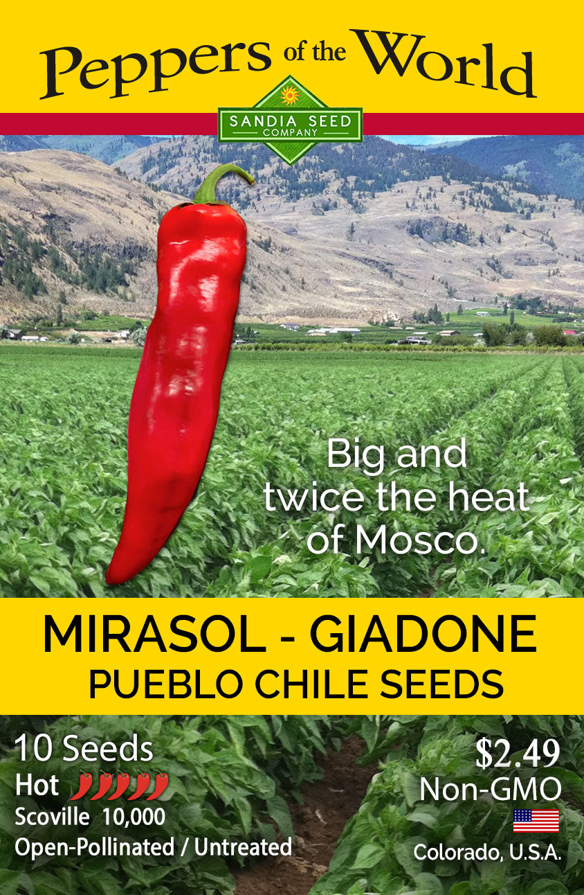 Mirasol Giadone Pueblo Hot Chile Seeds - Authentic from Colorado