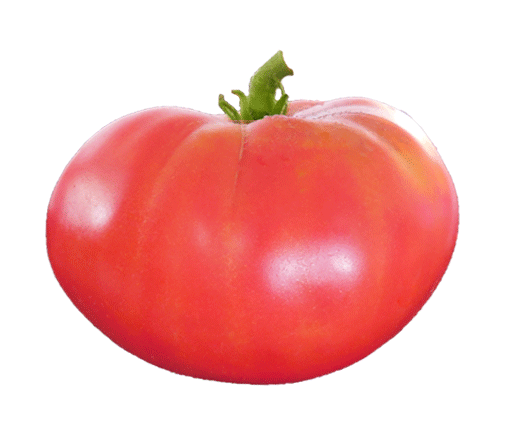 Tomato - Mortgage Lifter Heirloom Seeds - Sandia Seed Company