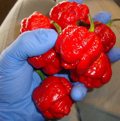 3 Pack - Ghost Pepper, Reaper & Moruga Seeds 15% Off - Sandia Seed Company