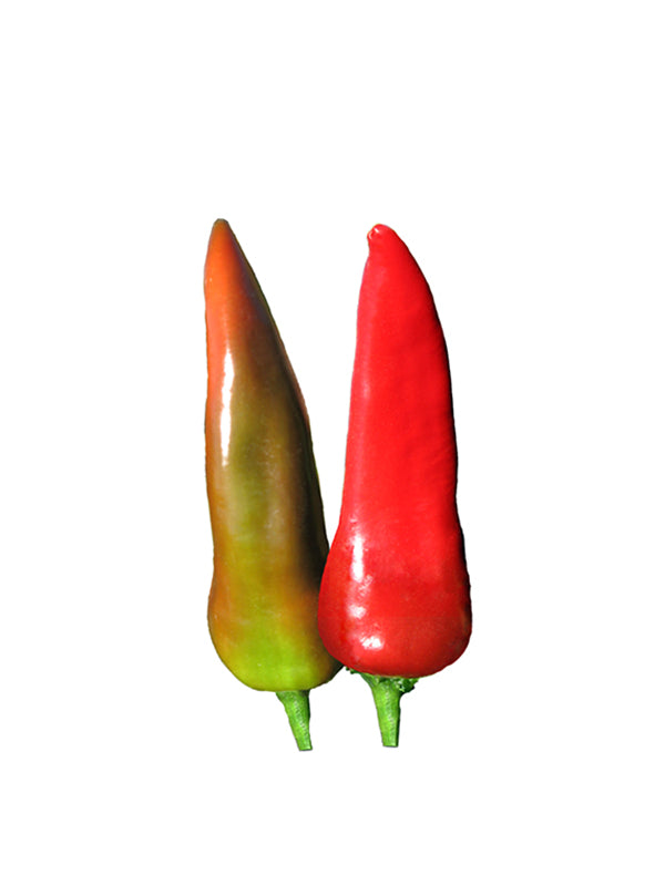 Mosco Pueblo Mirasol Chile Seeds - Authentic from Colorado - Sandia Seed Company