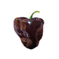 Mulato Isleño Chile - Chocolate Poblano Seeds - Sandia Seed Company