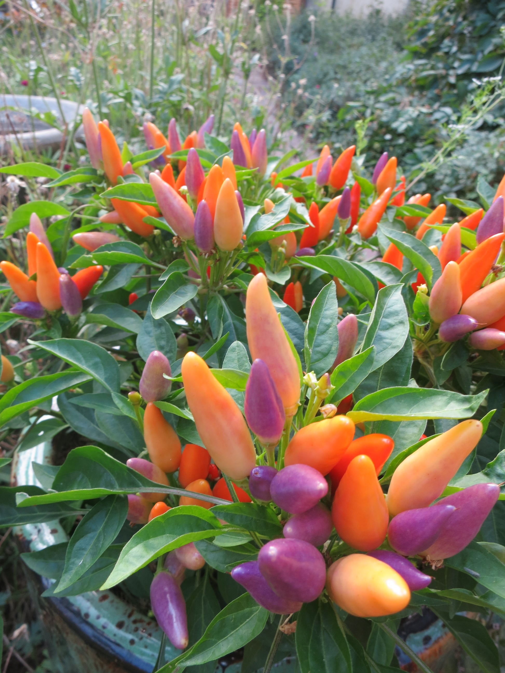 Easter Peppers Ripening to Maturity