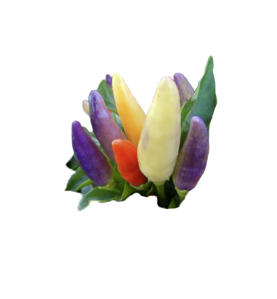 Easter Ornamental NuMex Pepper Seeds