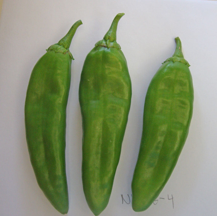 NuMex Heritage 6-4 - Mild Green Chile Seeds - Sandia Seed Company