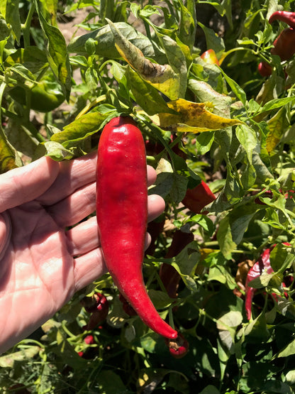 Chef's 3-Pack: Padron, Paprika and Pepperoncini Seeds - 15% Off - Sandia Seed Company
