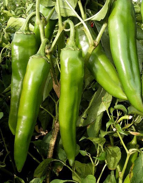 3 Pack - Big Jim, Sandia Select & Barker's Hot - Green Chile Seeds -15% Off