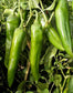 3 Pack - Big Jim, Sandia Select & Barker's Hot - Green Chile Seeds -15% Off