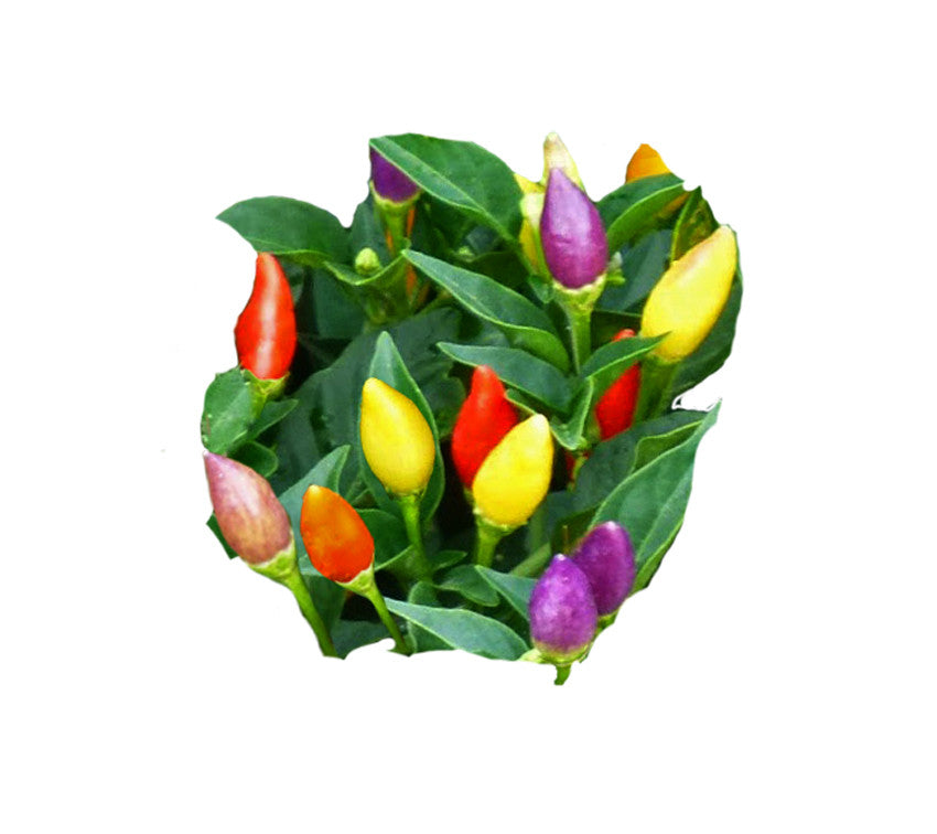 NuMex Twilight Pepper Seeds - Sandia Seed Company