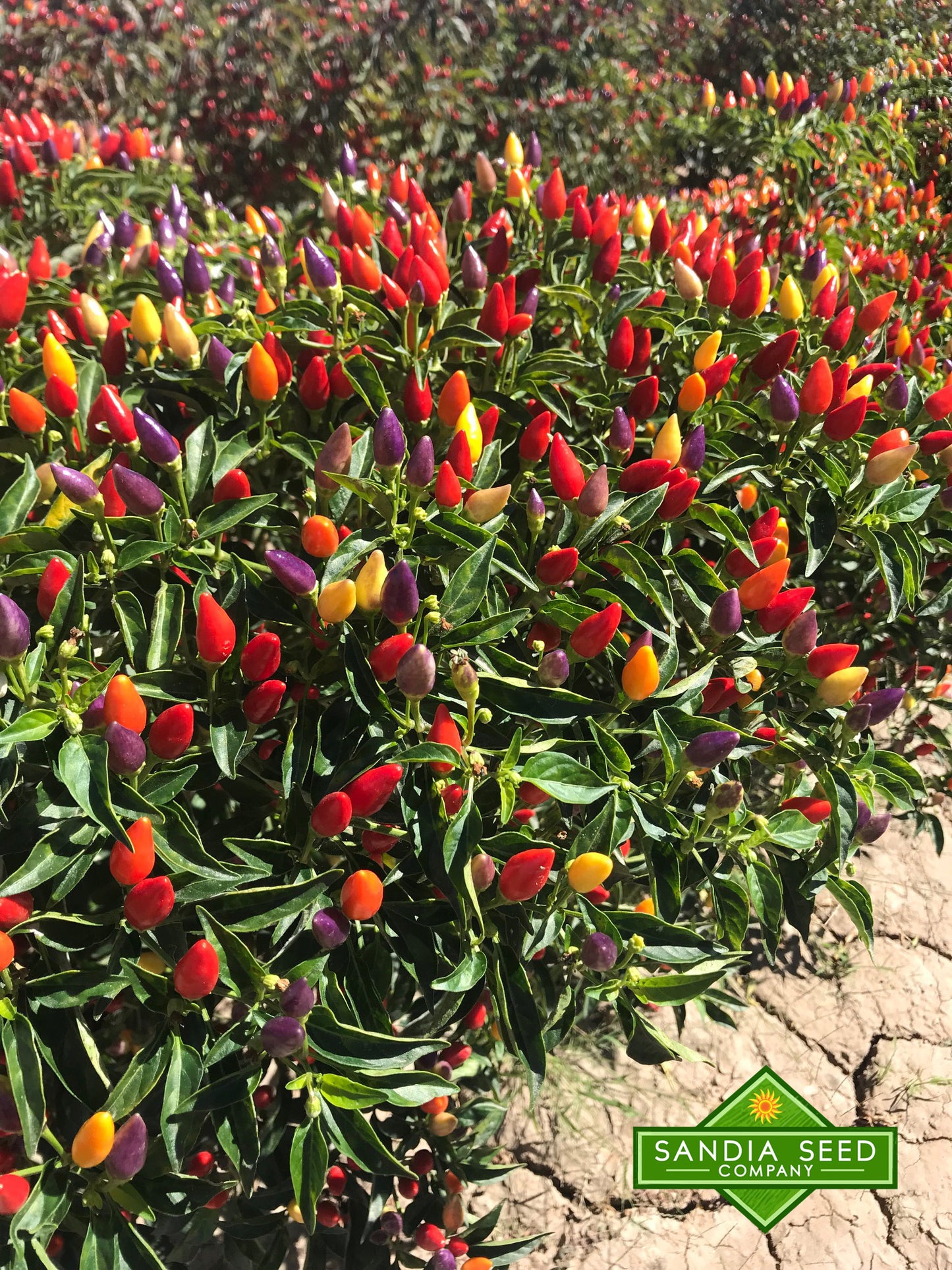 NuMex Twilight Pepper Hedge very colorful