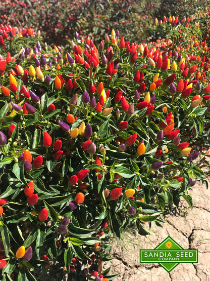 NuMex Twilight Pepper Hedge very colorful