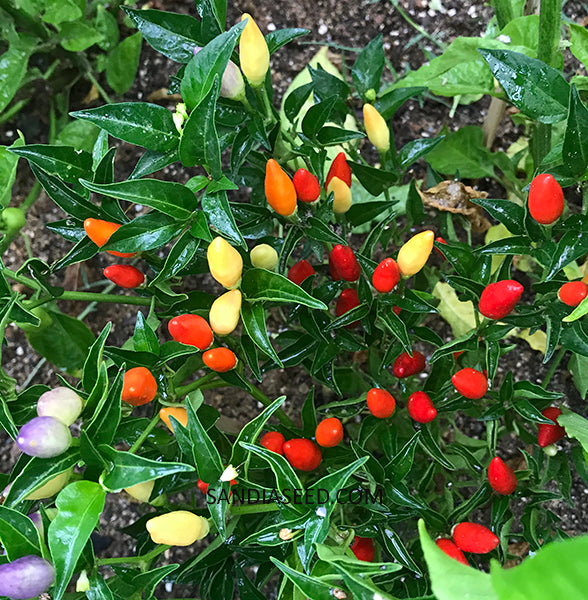 NuMex Twilight Pepper plant with mature red peppers covering all over it