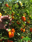 NuMex Trick or Treat Habanero - No Heat - Pepper Seeds - Sandia Seed Company