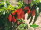 Jalapeño Orange Spice NuMex Seeds - Sandia Seed Company