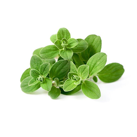 Organic Oregano Seeds