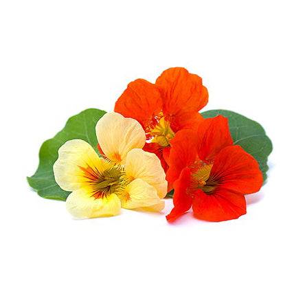 edible flower nasturtium seeds Nasturtium Jewel Mix Seeds - Edible Blooms