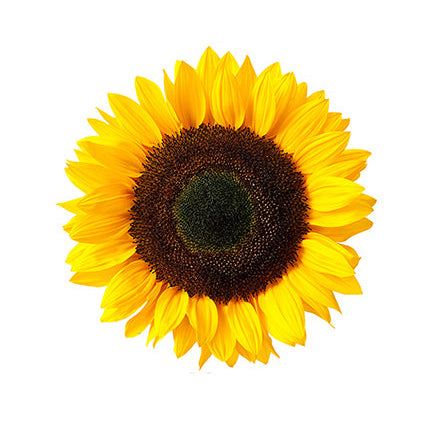 Organic Sunflower Seeds - Grey Stripe
