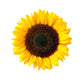 Organic Sunflower Seeds - Grey Stripe