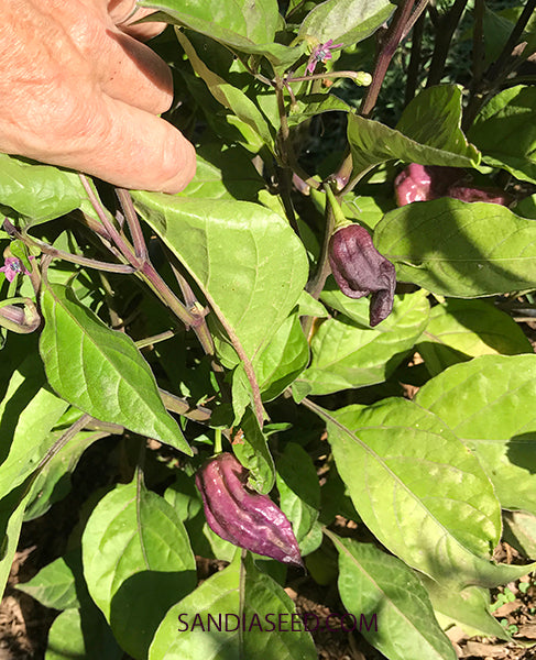 plant with purple seeds Bhut Jolokia Purple Seeds – Sandia Seed Company