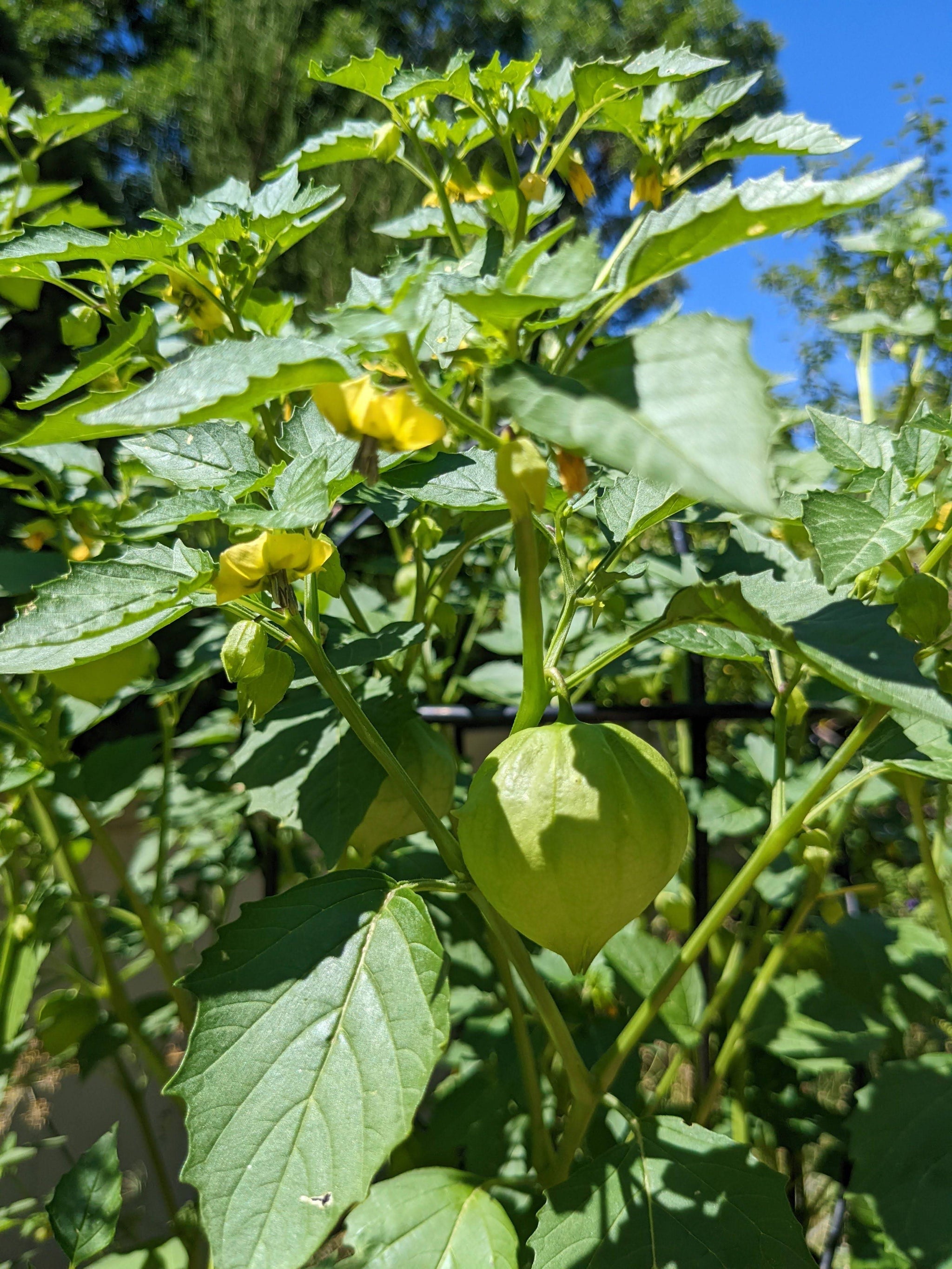 Tomatillo Verde Seeds Sandia Seed Company