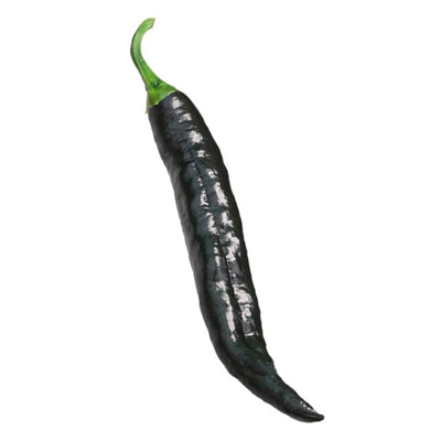 Single fresh Pasilla Bajio/Chilaca chile pepper with glossy dark green skin and curved shape, ideal for mild sauces and easy home growing.
