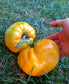 Tomato - Pineapple Heirloom Seeds ORG - Sandia Seed Company