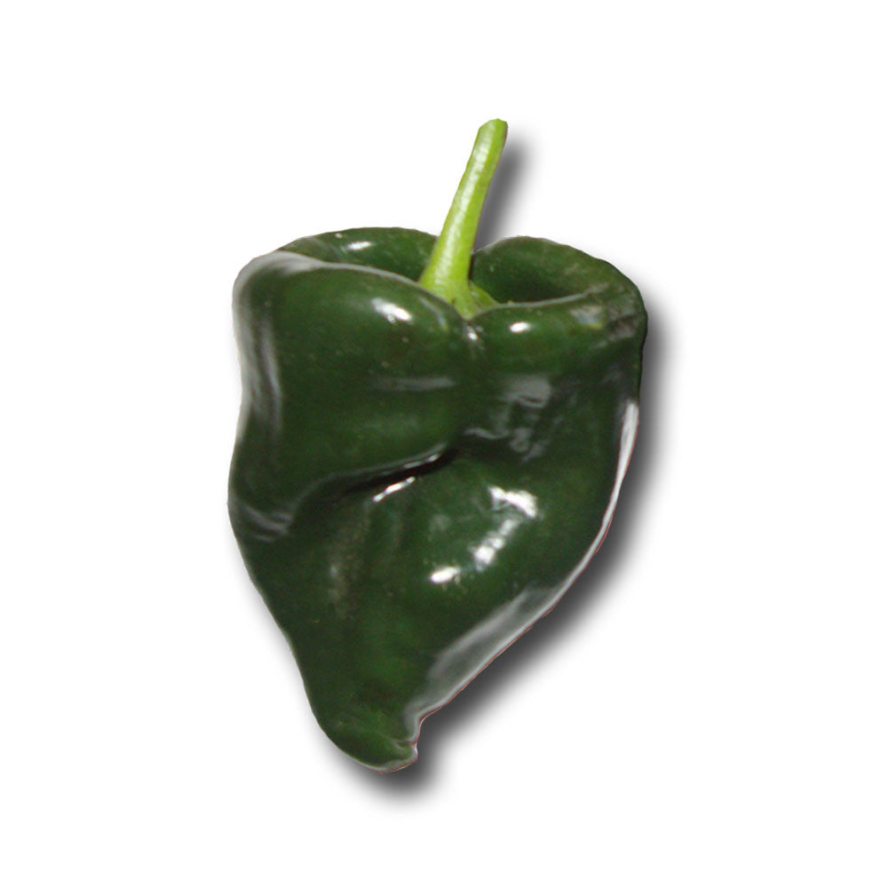 Poblano - Heirloom Pepper Seeds - Sandia Seed Company