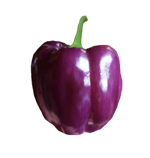 Bell Purple Beauty Sweet Pepper Seeds