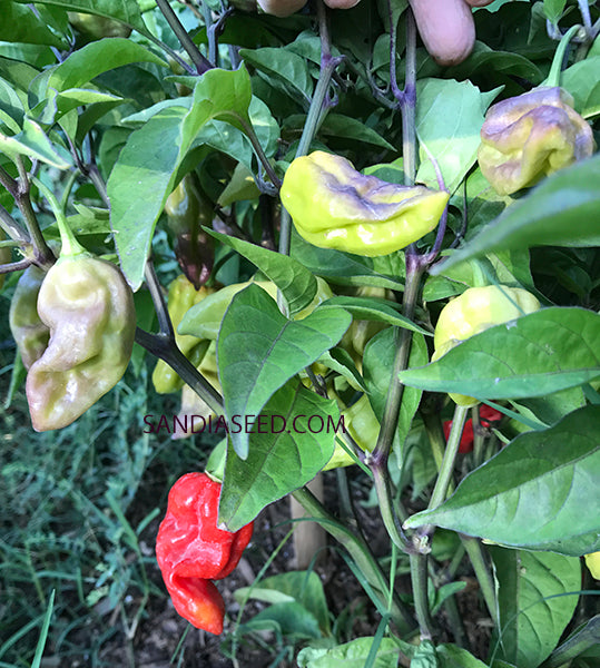 Bhut Jolokia Purple Seeds - Sandia Seed Company
