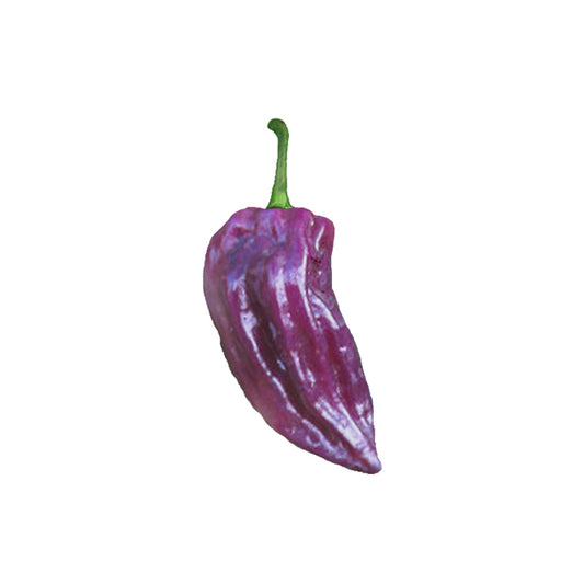 Bhut Jolokia Purple Seeds
