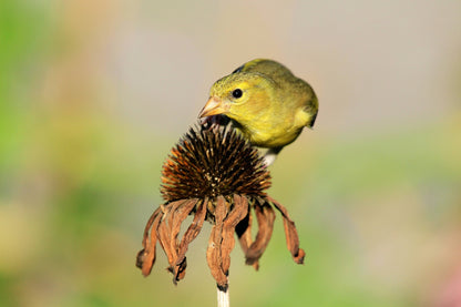 Goldfinch feeding on dried Purple Coneflower head, highlighting Echinacea Seeds' role in supporting wildlife in home gardens.