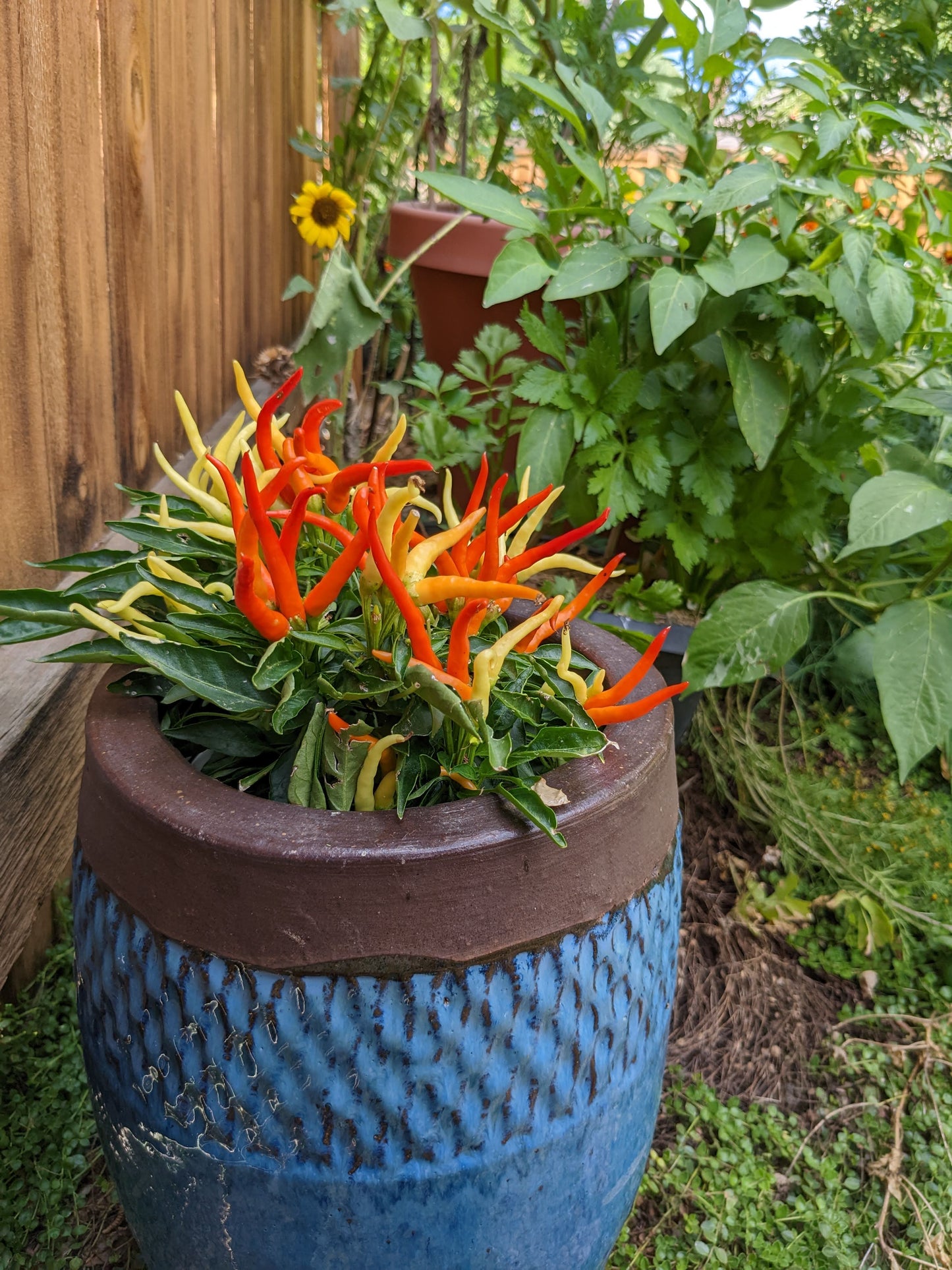 Fire and Ice peppers are perfect for pots!